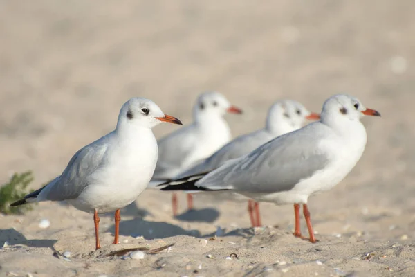 Vögel Von Salzseen Und Mündungen Eine Schar Junger Schwarzkopfmöwen Larus — Stockfoto