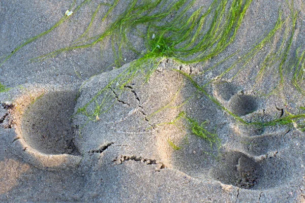 人在海边的湿沙滩上的脚印 无忧无虑的野外娱乐活动 — 图库照片