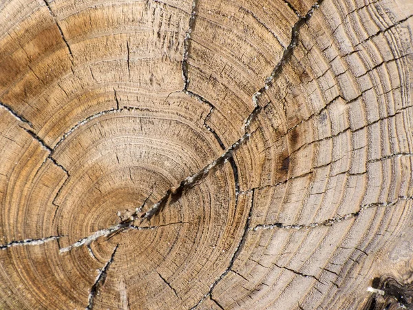 Fondo Legno Vicino Bella Struttura Legno Secco Anelli Albero Cerchio — Foto Stock