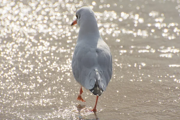 Une Mouette Marche Long Littoral Beau Surf Bokeh Léger Voyage — Photo