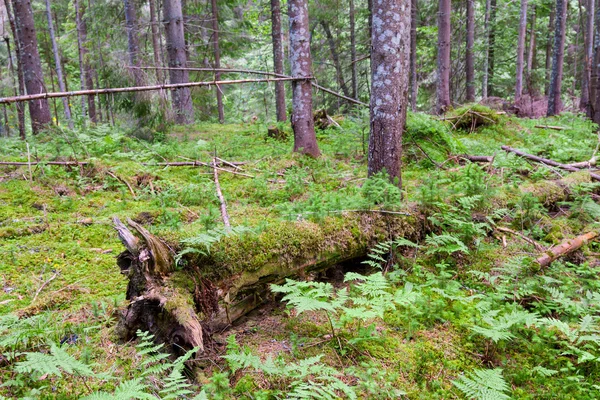 Wild pine forest — Stock Photo, Image