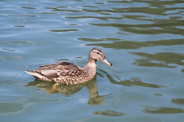 Wild duck — Stock Photo, Image