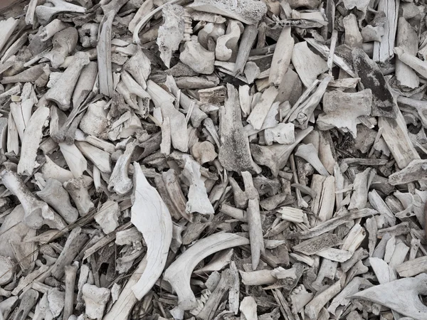 Hayvan Kemik yığını