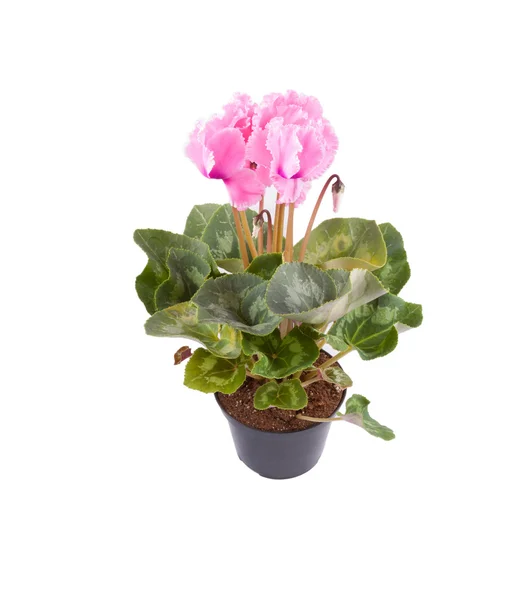 Cyclamen bloem op wit — Stockfoto