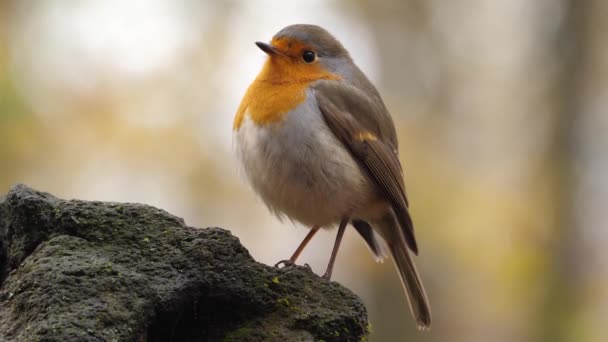 Pták Evropský European Robin Pták Známý Jednoduše Jako Robin Nebo — Stock video