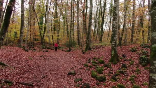 秋天的一个徒步旅行的女人穿过了森林 无人驾驶飞机在红色的田野中飞行 初秋的时候走过山毛榉地 加泰罗尼亚吉罗纳的La Fageda自然景观 — 图库视频影像