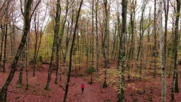 Caminante Mujer Caminando Por Bosque Otoño Imágenes Aéreas Drones Volando — Vídeos de Stock