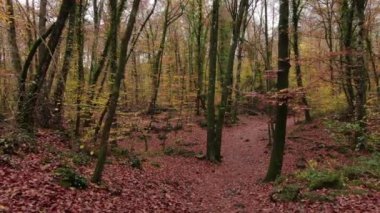 Sonbaharda kayın ağaçlarının arasında dolaşmak. Sonbaharda kayın gövdeleri arasında sabit atış. Sonbaharın başında kayın tarlası. La Fageda 'nın Sonbahar, Girona, Katalonya' daki doğal manzarası.