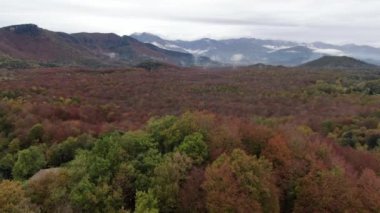 Sonbahar hava aracı manzaralı kayın tarlası. Kayın ağaçlarının tepesinde uçuyor. Sonbaharın başında kayın tarlası. La Fageda 'nın Sonbahar, Girona, Katalonya' daki doğal manzarası.