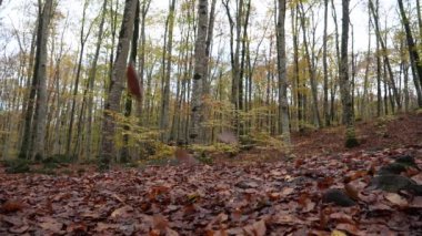 Sonbaharda yavaş çekimde kayın tarlasına düşen yapraklar. Sonbaharın başlarında kayın ormanına yavaş çekimde yaprak dökülür. Beech tarlası. La Fageda 'nın Sonbahar, Girona, Katalonya' daki doğal manzarası.
