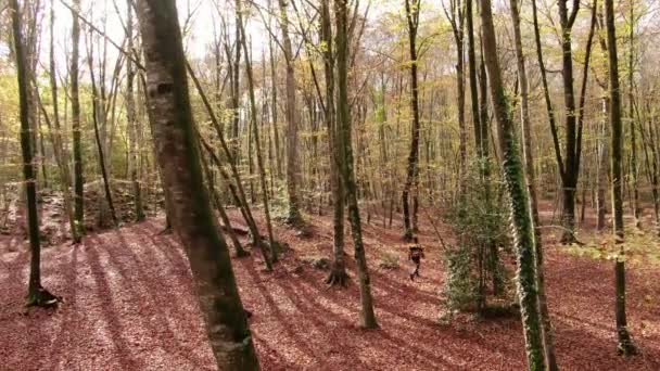 Randonneur Marchant Dans Forêt Automne Drone Images Aériennes Volant Travers — Video