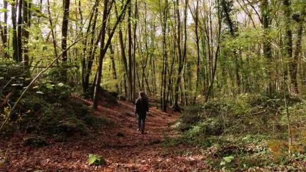 Escursionista Che Cammina Nella Foresta Autunno Filmati Aerei Droni Che — Video Stock