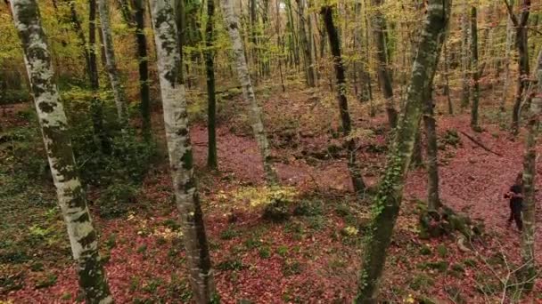 空中俯瞰着树梢 无人机的航拍镜头从红色的田野飞到树梢在红树和褐色树之间飞翔 直到山毛榉的顶部 吉罗纳Garrotxa自然景观 — 图库视频影像