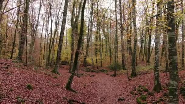 Déplacer Parmi Champ Hêtres Automne Plan Stabilisé Déplaçant Vers Avant — Video