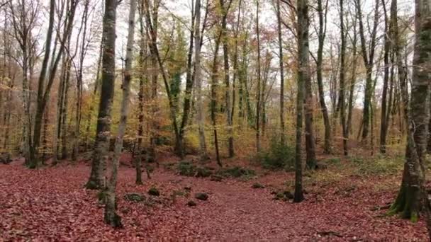 Sonbaharda Kayın Ağaçlarının Arasında Dolaşmak Sonbaharda Kayın Gövdelerinin Arasından Geriye — Stok video