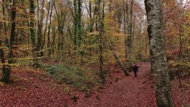 Moviéndose Entre Campo Hayas Otoño Disparo Estabilizado Moviéndose Hacia Adelante — Vídeos de Stock