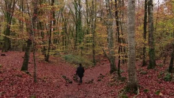 Движение Среди Поля Буковых Деревьев Осенью Стабилизированный Выстрел Движущийся Вперед Стоковое Видео