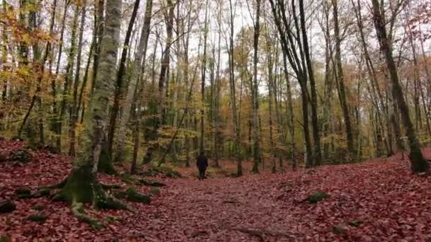 Umzug Zwischen Den Buchen Herbst Stabilisierter Schuss Der Sich Herbst — Stockvideo