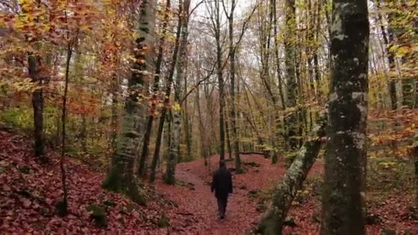 Bergerak Antara Pohon Beech Musim Gugur Tembakan Stabil Bergerak Maju — Stok Video