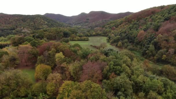 Campo Haya Vista Dron Aéreo Otoño Volando Sobre Las Copas — Vídeo de stock