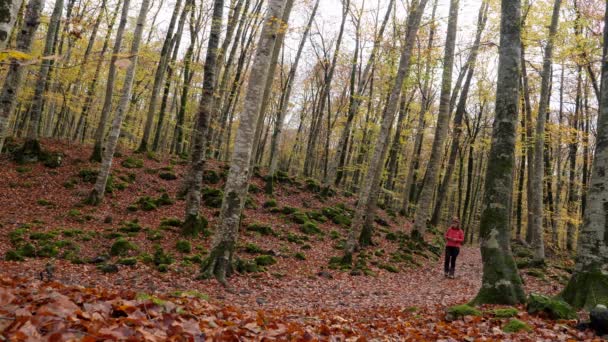 Caminante Mujer Caminando Por Bosque Otoño Cámara Lenta Caminando Por — Vídeos de Stock