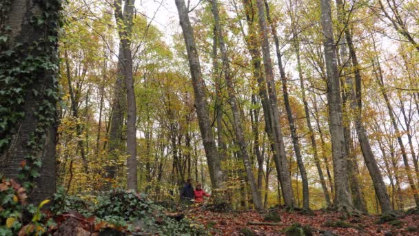 Vandrare Par Genom Skogen Hösten Går Över Bokfältet Början Hösten Stockvideo