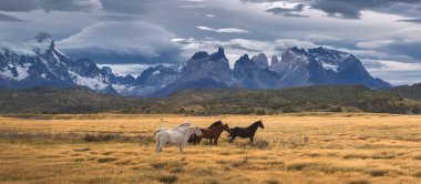 Torres del Paine Ulusal Parkı, Patagonya, Şili
