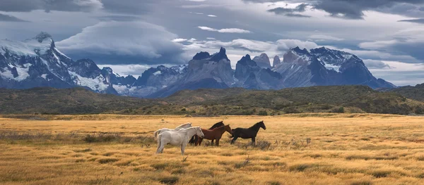 Εθνικό Πάρκο Torres del Paine, Παταγονία, Χιλή — Φωτογραφία Αρχείου