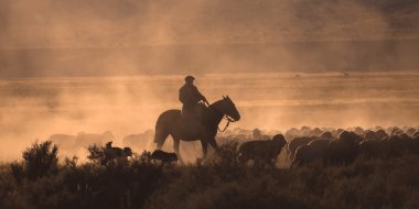 Gaucho Patagonya'koyun sürüsü ile