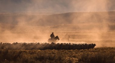 Gaucho Patagonya'koyun sürüsü ile