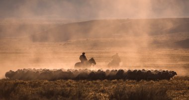 Gaucho Patagonya'koyun sürüsü ile