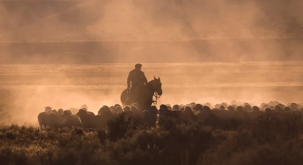 Gaucho mit einer Schafherde in Patagonien — Stockfoto