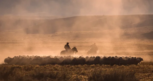 Gaucho mit einer Schafherde in Patagonien — Stockfoto