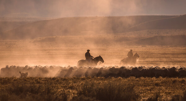 Gaucho with a herd of sheep in Patagonia