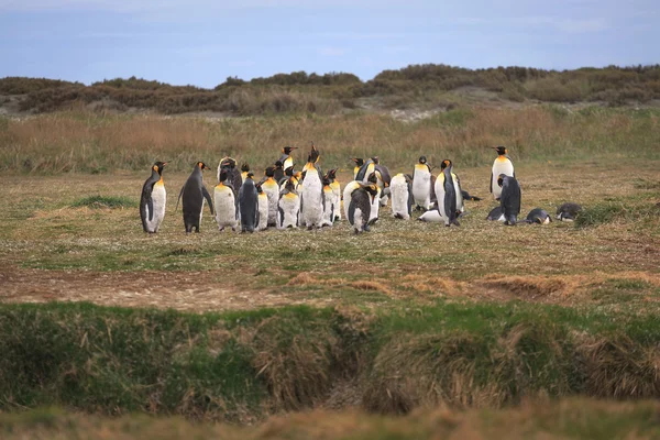 Koning pinguins op het strand in het eiland van Tierra del Fuego — Stockfoto