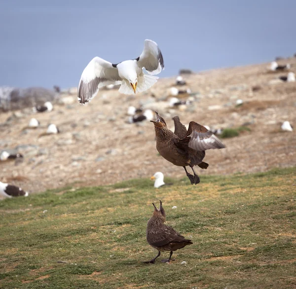Albatross i naturlig miljö på Magdalena ö i Patagoni — Stockfoto