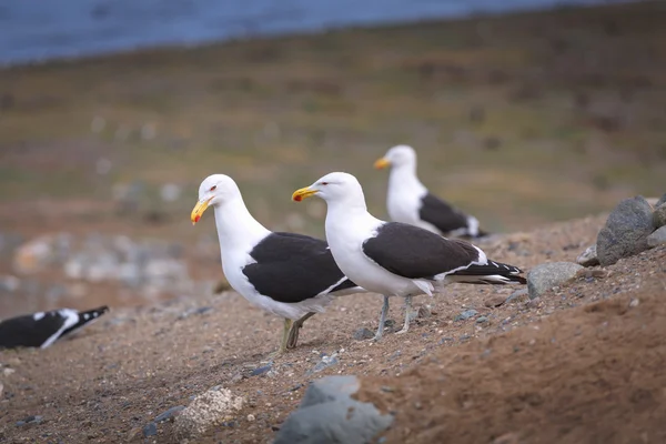 Albatros w środowisku naturalnym na wyspie Magdalena Patagoni — Zdjęcie stockowe