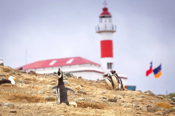 Pinguins de Magalhães em ambiente natural na ilha de Magdalena i — Fotografia de Stock