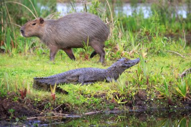 Capibara Ulusal Park Esteros del Ibera, Arjantin