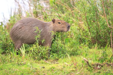 Capibara Ulusal Park Esteros del Ibera, Arjantin