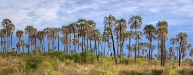 El Palmar Milli Parkı, Arjantin