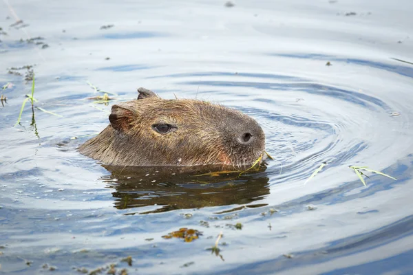 Capybara στο εθνικό πάρκο Esteros del Ibera, Αργεντινή — Φωτογραφία Αρχείου