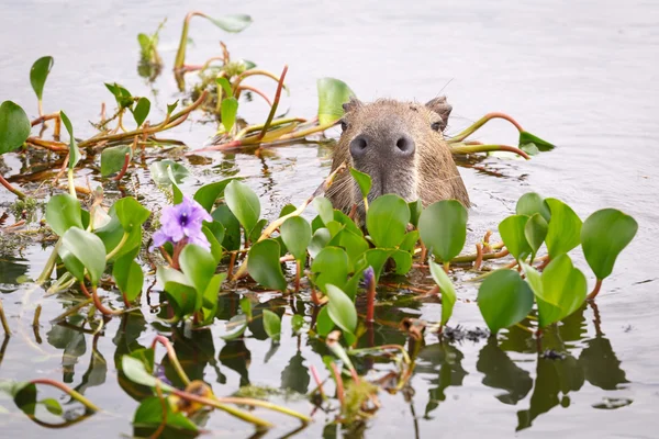 Capybara in the national park Esteros del Ibera, Argentina — Stock Photo, Image