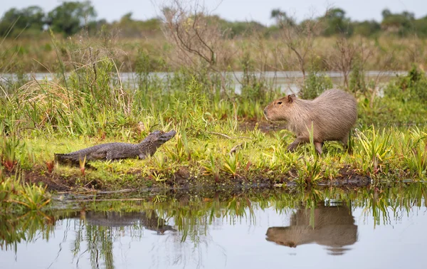 Capybara στο εθνικό πάρκο Esteros del Ibera, Αργεντινή — Φωτογραφία Αρχείου