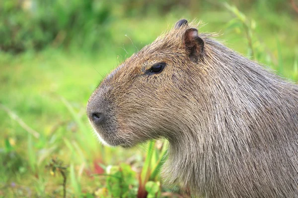 Wasserschwein im Nationalpark esteros del ibera, Argentinien — Stockfoto