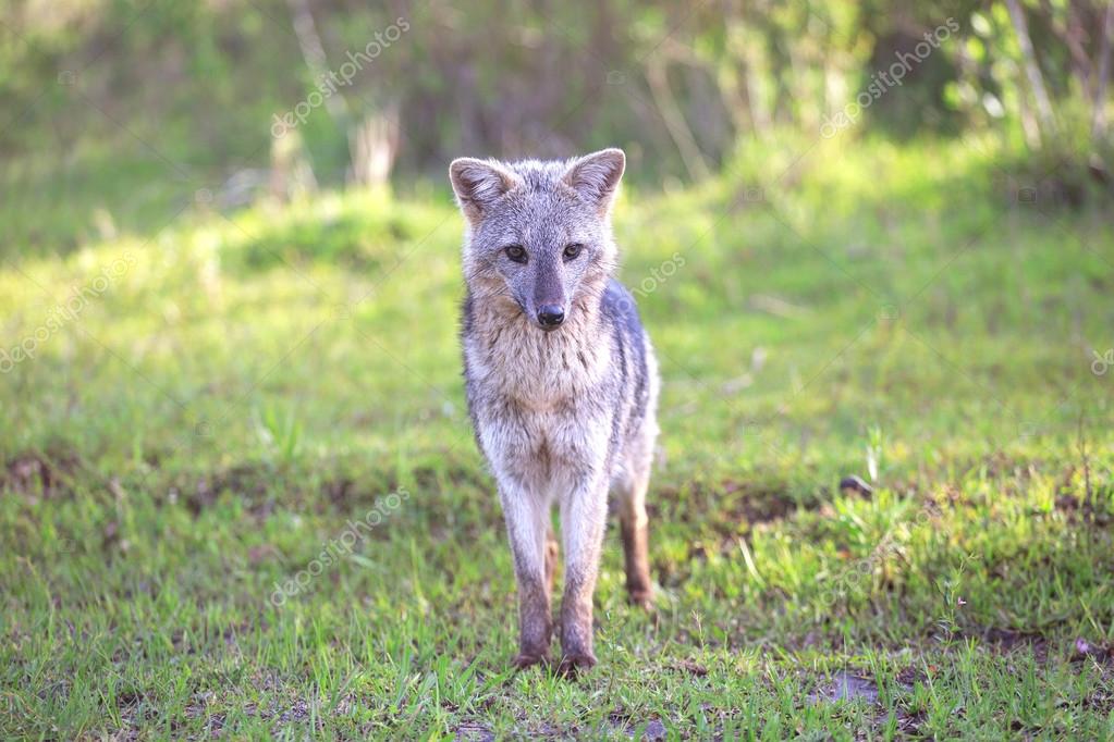 灰色キツネ エル パルマル国立公園 アルゼンチン ストック写真 C Sunsinger