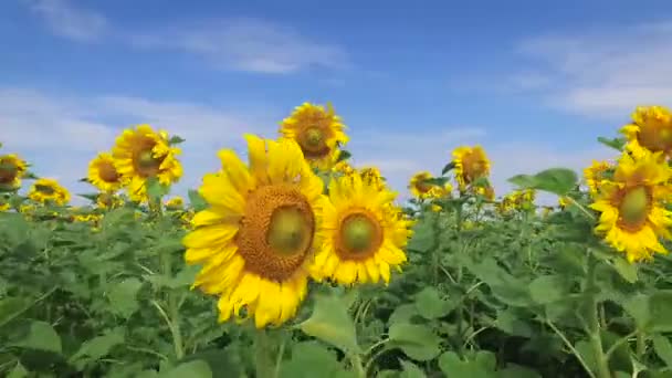 Champ de tournesols par une journée venteuse 
