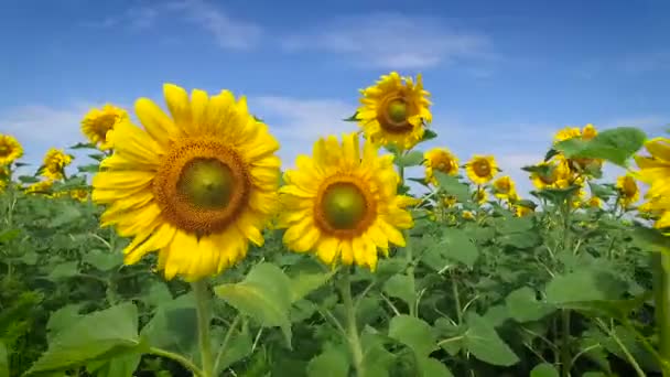 Gebied van zonnebloemen op een winderige dag — Stockvideo