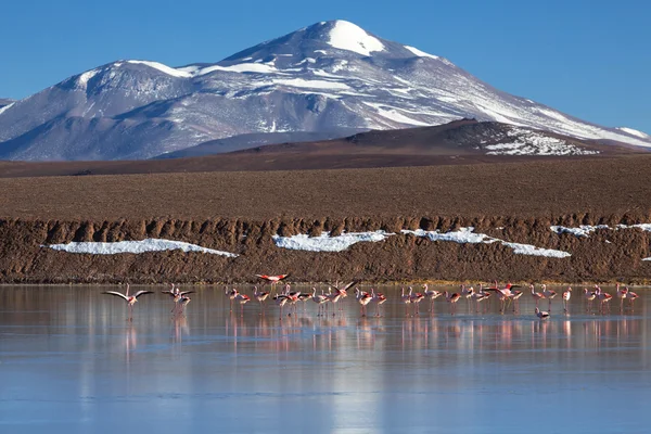 Lagoa Brava, La Rioja, Argentina — Fotografia de Stock