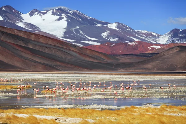 Schwarze lagune (laguna negra), vulkan pissis, katamarca, argentiner — Stockfoto